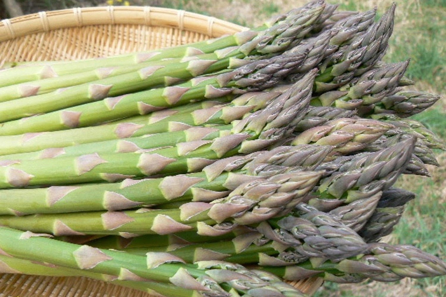 ニセコ多田農園 収穫直後のアスパラ